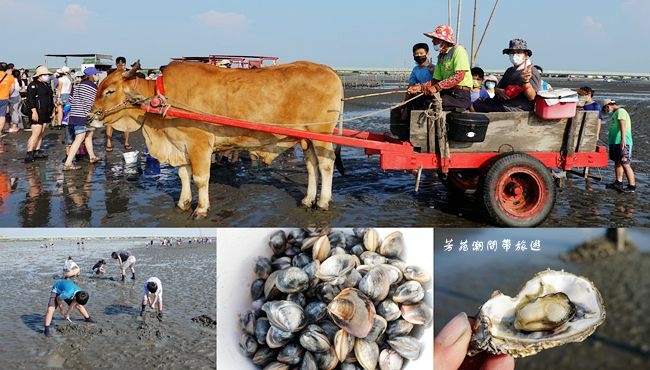 芳苑潮間帶,海牛車,挖文蛤,烤鮮蚵,阿進帶你採蚵趣,潮汐體驗,和尚蟹,彰化縣,芳苑鄉,芳苑潮間,採蚵,海洋,潮間