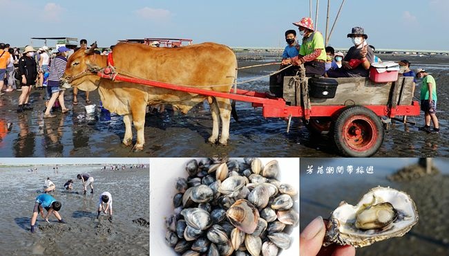 ,彰化縣,芳苑鄉,芳苑潮間,採蚵,海洋,潮間帶,