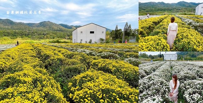苗栗銅鑼杭菊生活節,杭菊花海,邱家古厝,花田小徑賞菊路線,杭菊茶,火車觀景,九湖地區,苗栗,銅鑼鄉,2021苗栗銅鑼杭菊生活節－菊內人,杭菊,賞花,花季,苗栗銅鑼杭菊生活