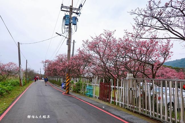 平菁街櫻花巷,陽明山,櫻花,土雞餐廳,公共運輸,士林區,溫泉,台北,賞櫻
