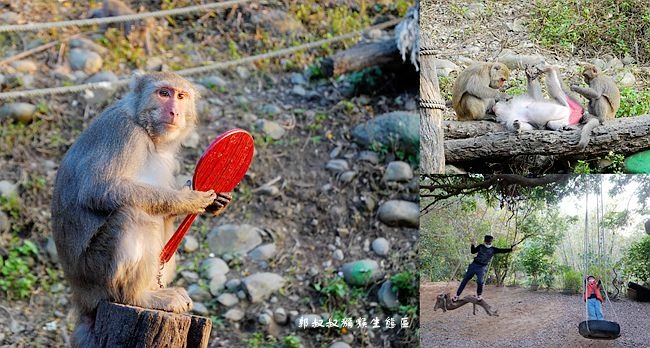 郭叔叔獼猴生態區,台灣獼猴,台中大坑,大坑步道,生態導覽,親子景點,近距離觀察,台中,北屯區,親子,休閒牧