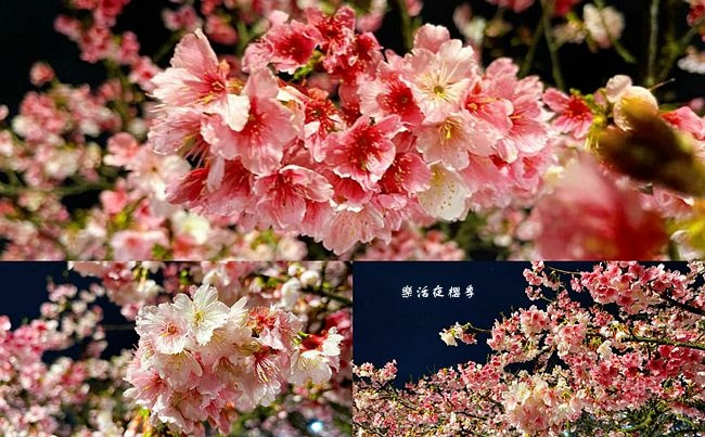 樂活夜櫻季,內湖樂活公園,幸福光櫻,內溝溪岸步道,櫻花步道,夜櫻,兒童遊戲區,台北,內湖區,櫻花季,賞櫻