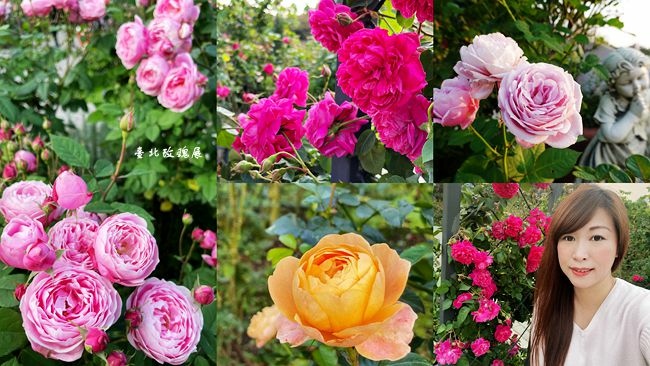 臺北玫瑰展,花博公園,新生公園,臺北玫瑰園,秘密花園,五彩玫瑰園,夜晚燈光秀,台北,花博公園新生園區,玫瑰花展,賞花,台北玫瑰