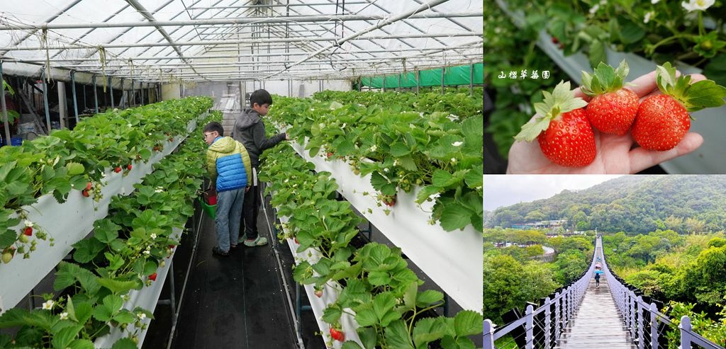山櫻草莓園,白石湖休閒農業區,白石湖吊橋,內湖草莓園,同心圓生態濕地,內湖休閒農園,公車路線,台北,內湖,白石湖,採草莓,台北景點,內湖景點,草莓季,白石湖草莓園,草莓