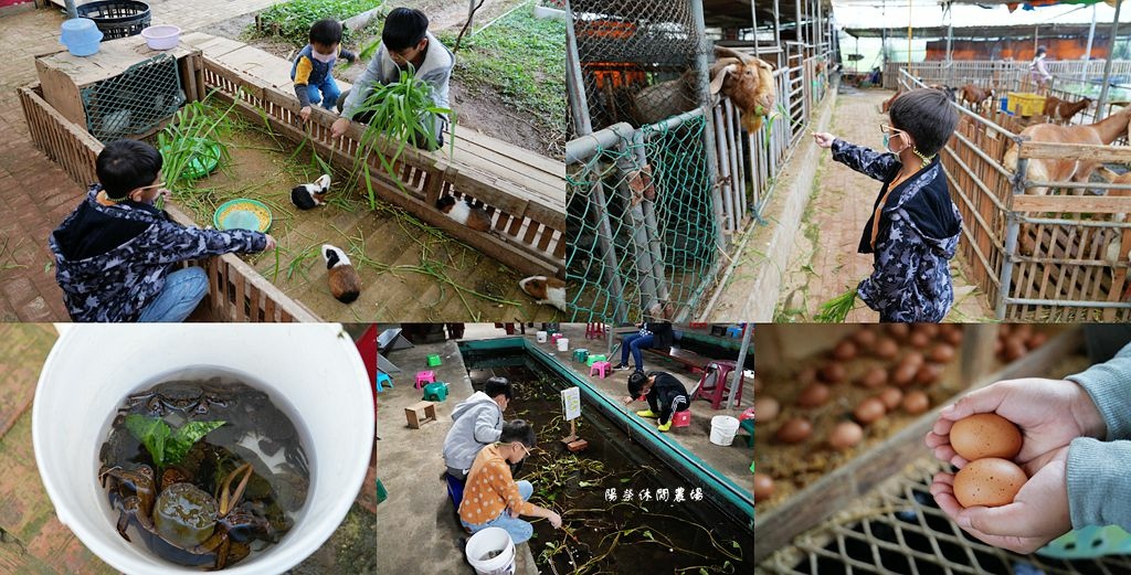 陽榮休閒農場,親子旅遊,餵食體驗,釣青蛙,撿雞蛋,農場動物,百香果,桃園,親子景點,休閒農場,大園,桃園景點,大園景點,雨備景點,桃園雨備,桃園親子景