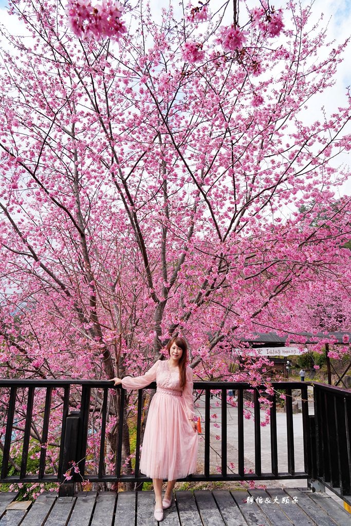 司馬庫斯櫻花季 ❙ 一生一定要去一次粉紅櫻花海隧道，櫻花季管