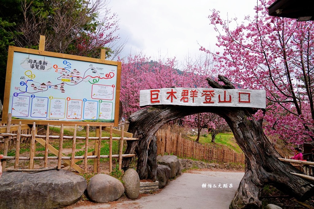 司馬庫斯櫻花季 ❙ 一生一定要去一次粉紅櫻花海隧道，櫻花季管