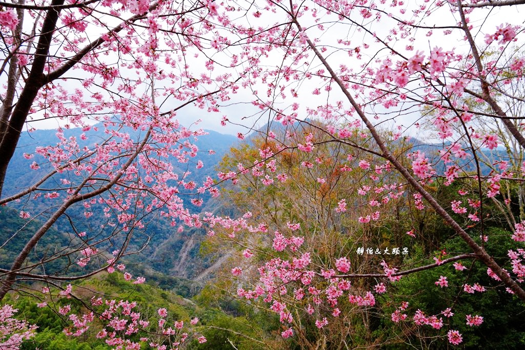 司馬庫斯櫻花季 ❙ 一生一定要去一次粉紅櫻花海隧道，櫻花季管