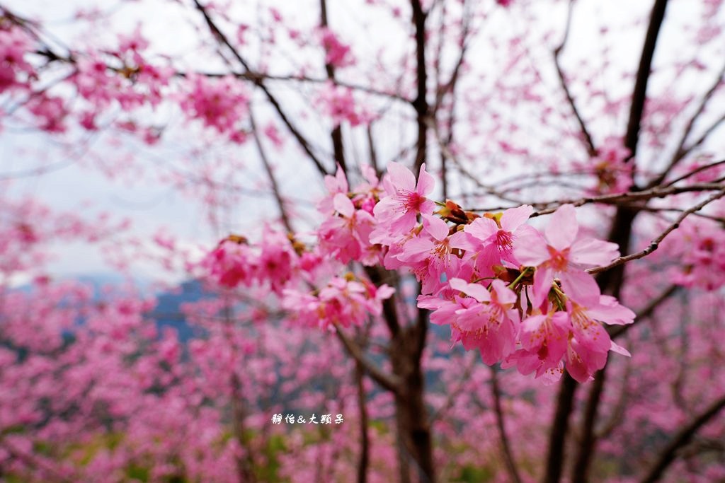 司馬庫斯櫻花季 ❙ 一生一定要去一次粉紅櫻花海隧道，櫻花季管