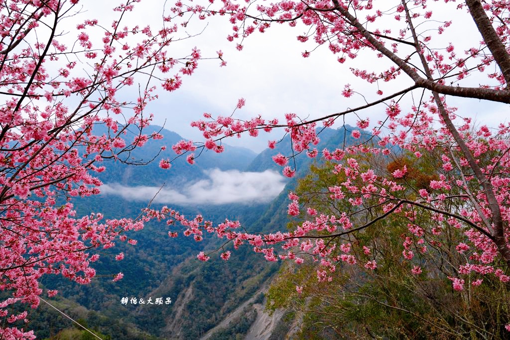 司馬庫斯櫻花季 ❙ 一生一定要去一次粉紅櫻花海隧道，櫻花季管