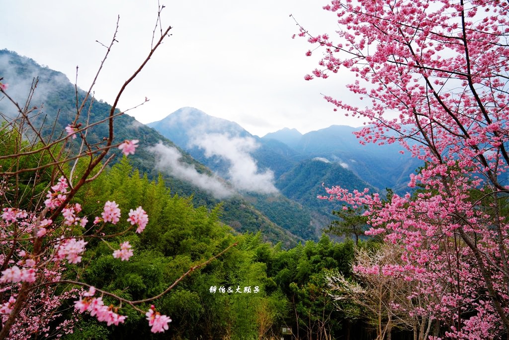 司馬庫斯櫻花季 ❙ 一生一定要去一次粉紅櫻花海隧道，櫻花季管