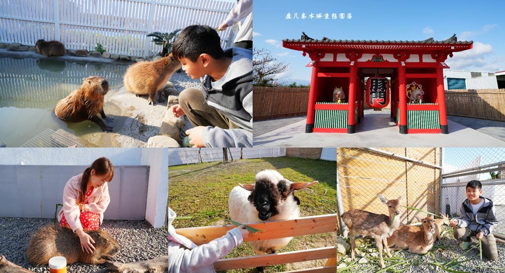 鹿ㄦ島水豚生態園區,水豚共游,梅花鹿互動區,親子景點,笑笑羊,豚石體驗,屏東旅遊,屏東,牧場,水豚,梅花鹿,笑笑