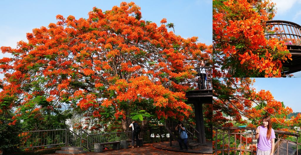 梅山公園,鳳凰花,打卡景點,觀景台,太平雲梯,太平老街,梅山夜市,嘉義,公園,花海