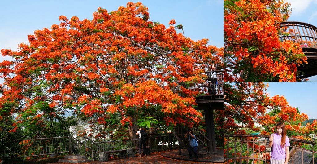 嘉義,梅山公園,公園,鳳凰花,花海,賞花,嘉義景點