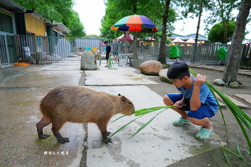 洄瀾灣休閒農場 ❙ 水豚君、狐獴、笑笑羊，還有小火車，花蓮洄