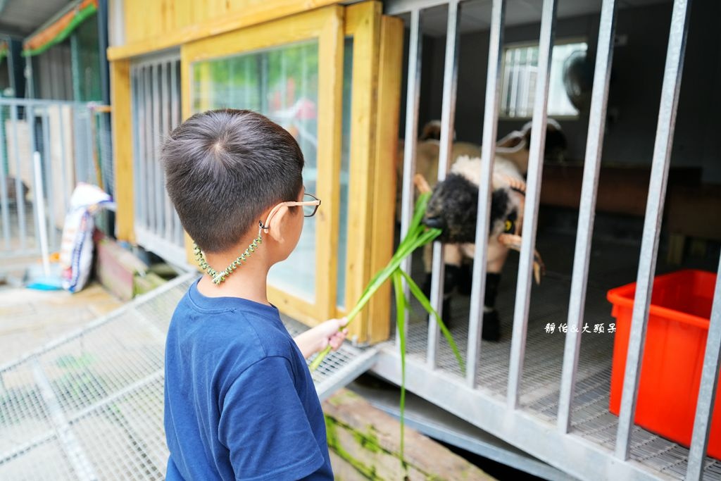 洄瀾灣休閒農場 ❙ 水豚君、狐獴、笑笑羊，還有小火車，花蓮洄