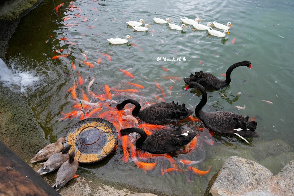 洄瀾灣休閒農場 ❙ 水豚君、狐獴、笑笑羊，還有小火車，花蓮洄