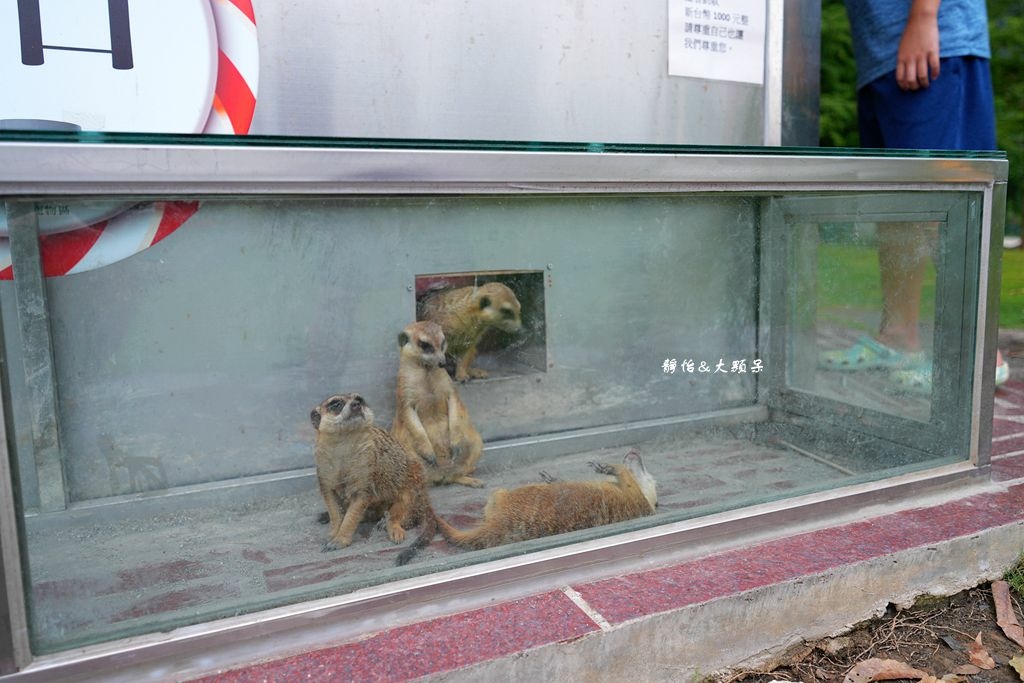 洄瀾灣休閒農場 ❙ 水豚君、狐獴、笑笑羊，還有小火車，花蓮洄