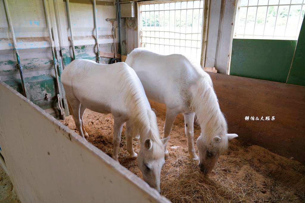 尼普頓馬術創藝園區 ❙ 體驗幫馬兒刷毛、穿裝備的樂趣，戶外騎