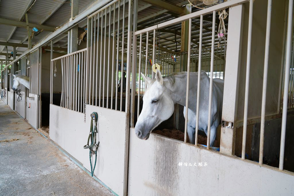 尼普頓馬術創藝園區 ❙ 體驗幫馬兒刷毛、穿裝備的樂趣，戶外騎