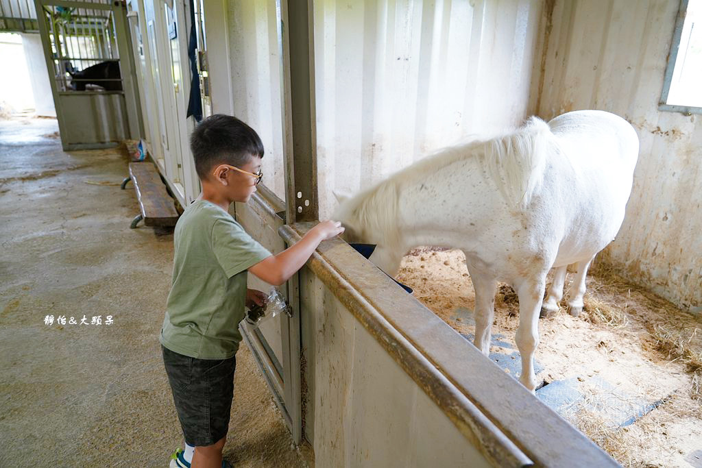 尼普頓馬術創藝園區 ❙ 體驗幫馬兒刷毛、穿裝備的樂趣，戶外騎