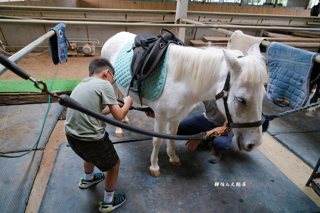 尼普頓馬術創藝園區 ❙ 體驗幫馬兒刷毛、穿裝備的樂趣，戶外騎