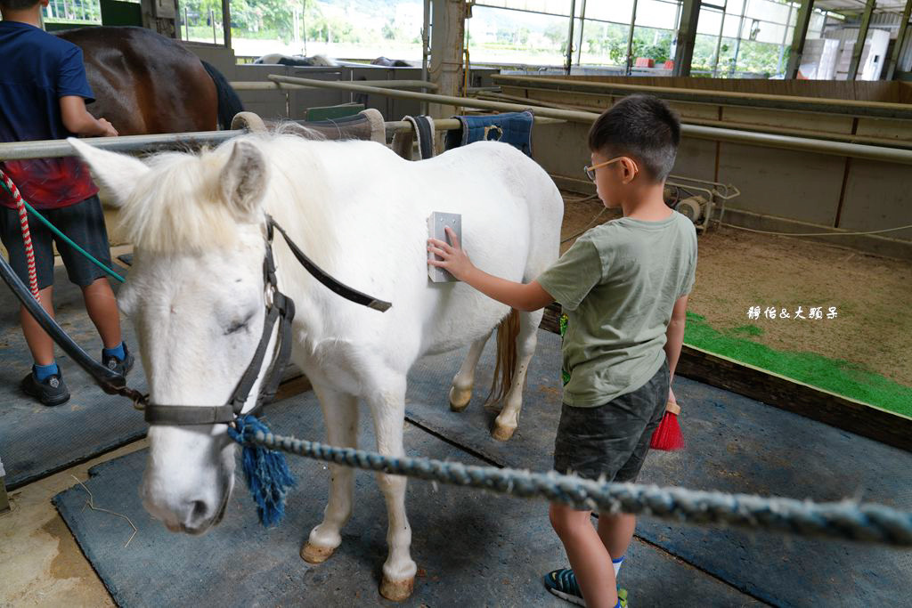 尼普頓馬術創藝園區 ❙ 體驗幫馬兒刷毛、穿裝備的樂趣，戶外騎