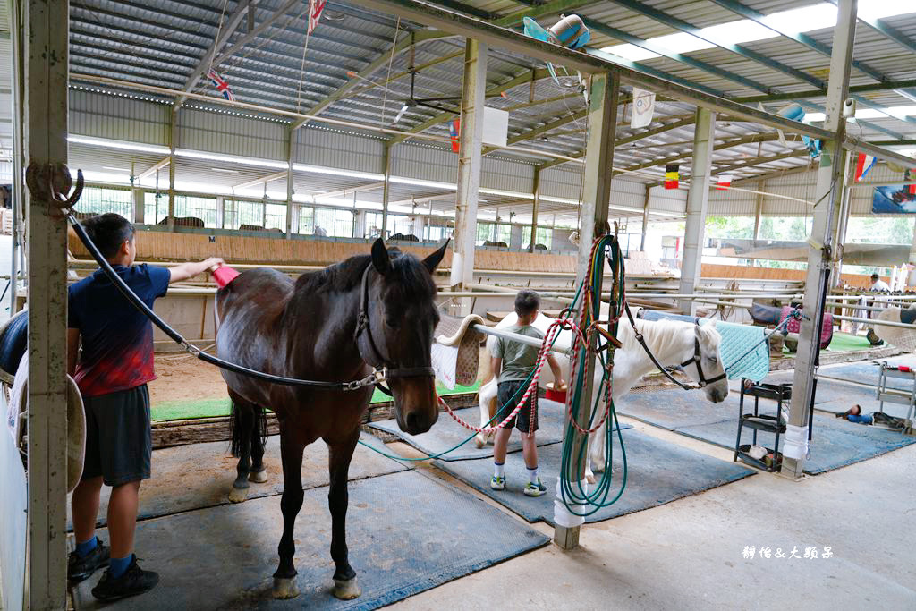 尼普頓馬術創藝園區 ❙ 體驗幫馬兒刷毛、穿裝備的樂趣，戶外騎