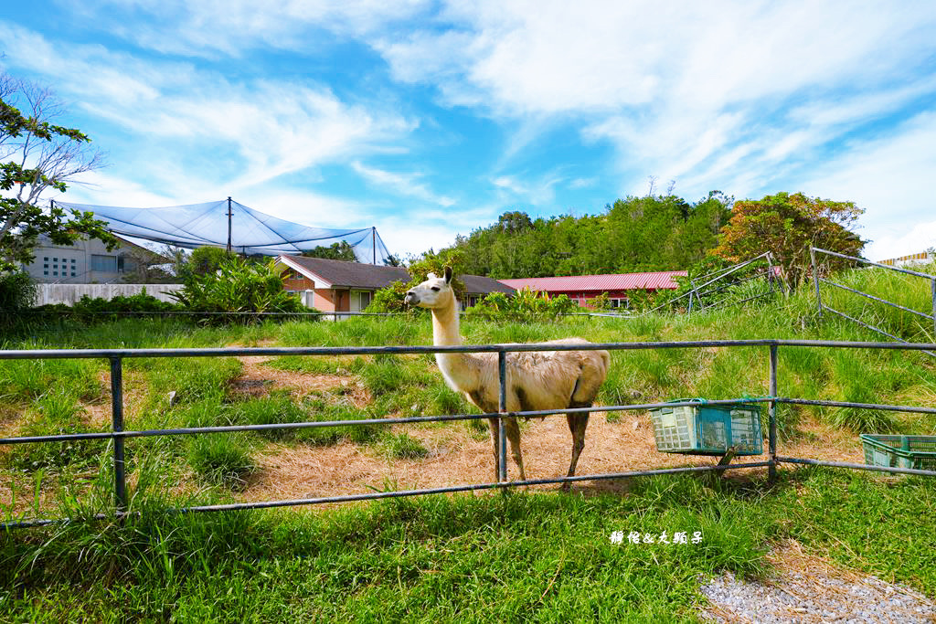 沖繩自由行 ❙ 名護自然動植物公園，近距離與可愛動物互動，沖