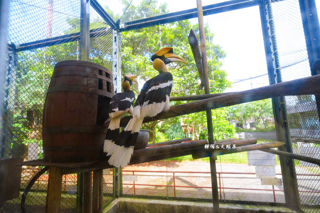 沖繩自由行 ❙ 名護自然動植物公園，近距離與可愛動物互動，沖