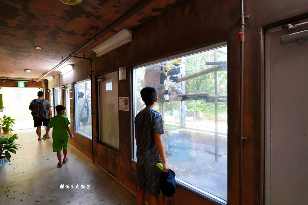 沖繩自由行 ❙ 名護自然動植物公園，近距離與可愛動物互動，沖