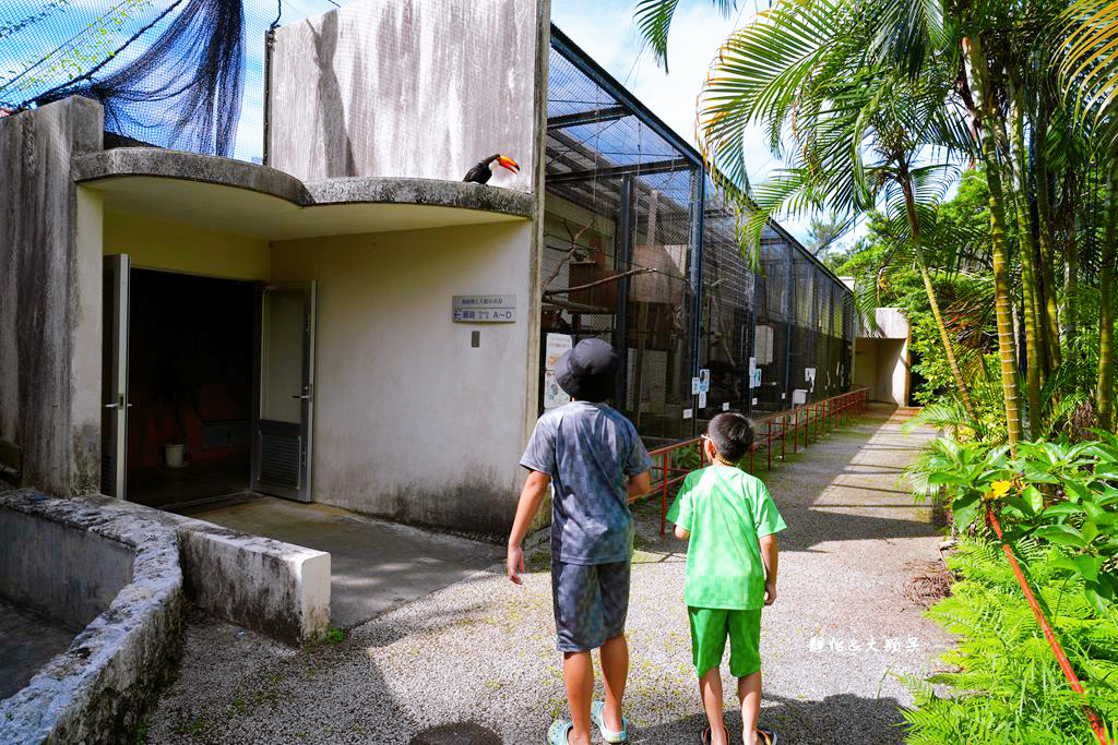 沖繩自由行 ❙ 名護自然動植物公園，近距離與可愛動物互動，沖