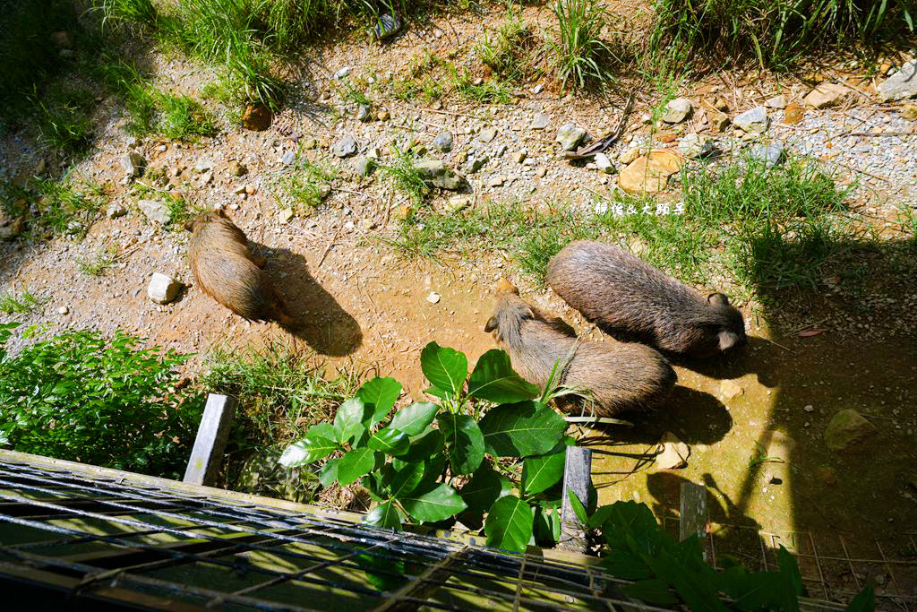 沖繩自由行 ❙ 名護自然動植物公園，近距離與可愛動物互動，沖