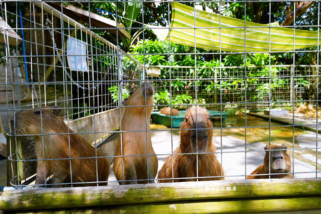 沖繩自由行 ❙ 名護自然動植物公園，近距離與可愛動物互動，沖