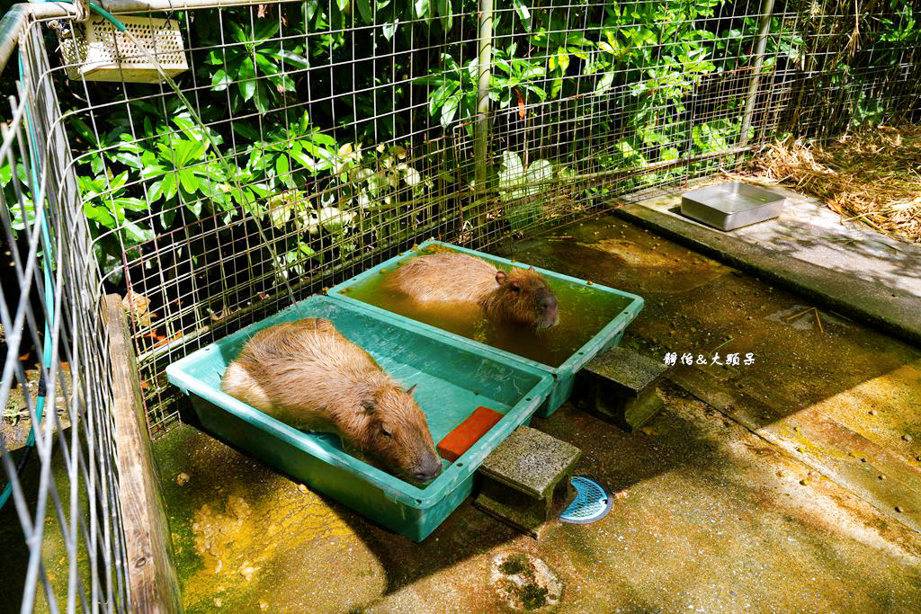 沖繩自由行 ❙ 名護自然動植物公園，近距離與可愛動物互動，沖