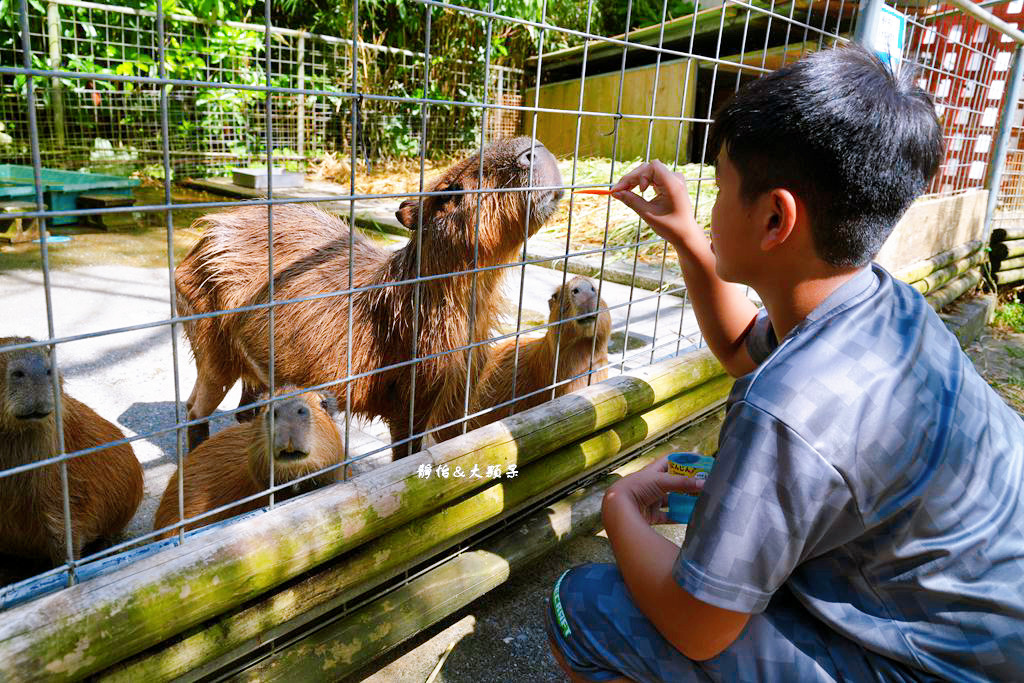 沖繩自由行 ❙ 名護自然動植物公園，近距離與可愛動物互動，沖