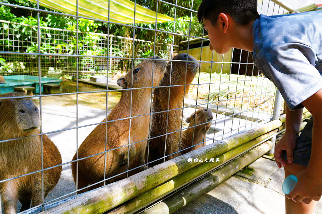 沖繩自由行 ❙ 名護自然動植物公園，近距離與可愛動物互動，沖