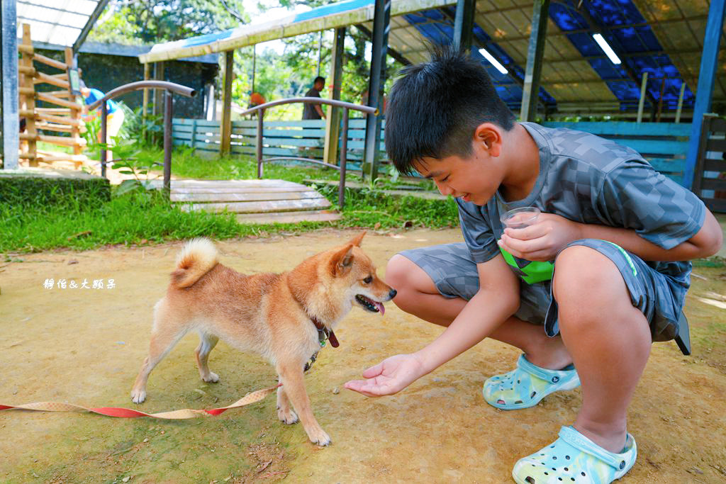 沖繩自由行 ❙ 名護自然動植物公園，近距離與可愛動物互動，沖