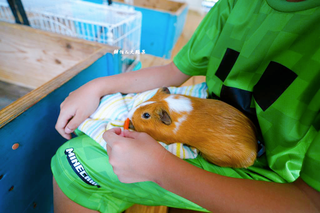 沖繩自由行 ❙ 名護自然動植物公園，近距離與可愛動物互動，沖