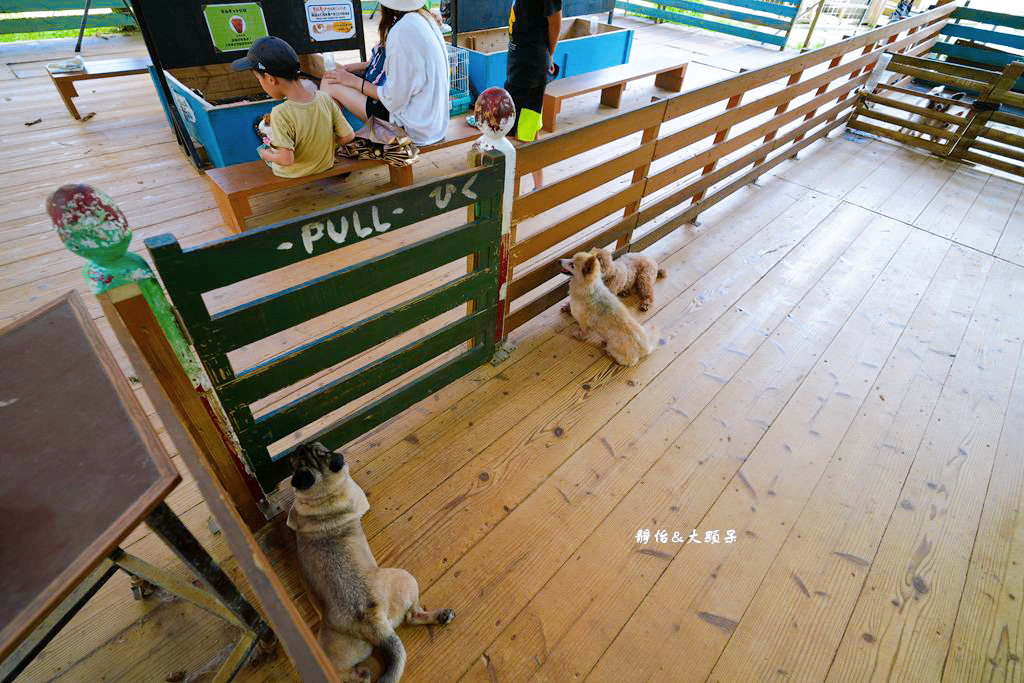 沖繩自由行 ❙ 名護自然動植物公園，近距離與可愛動物互動，沖