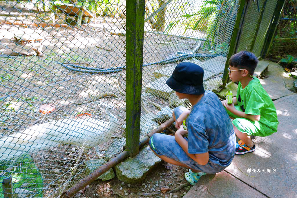 沖繩自由行 ❙ 名護自然動植物公園，近距離與可愛動物互動，沖