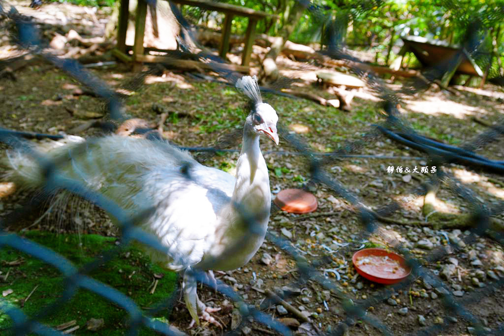 沖繩自由行 ❙ 名護自然動植物公園，近距離與可愛動物互動，沖