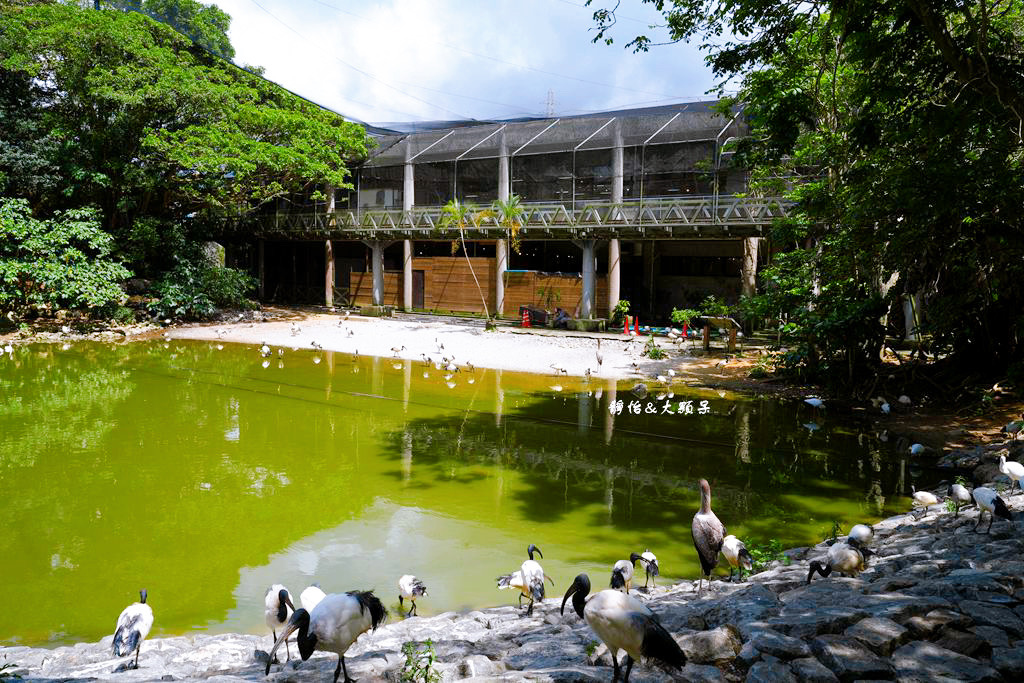 沖繩自由行 ❙ 名護自然動植物公園，近距離與可愛動物互動，沖