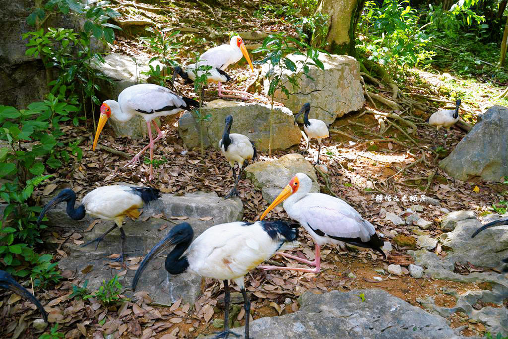 沖繩自由行 ❙ 名護自然動植物公園，近距離與可愛動物互動，沖