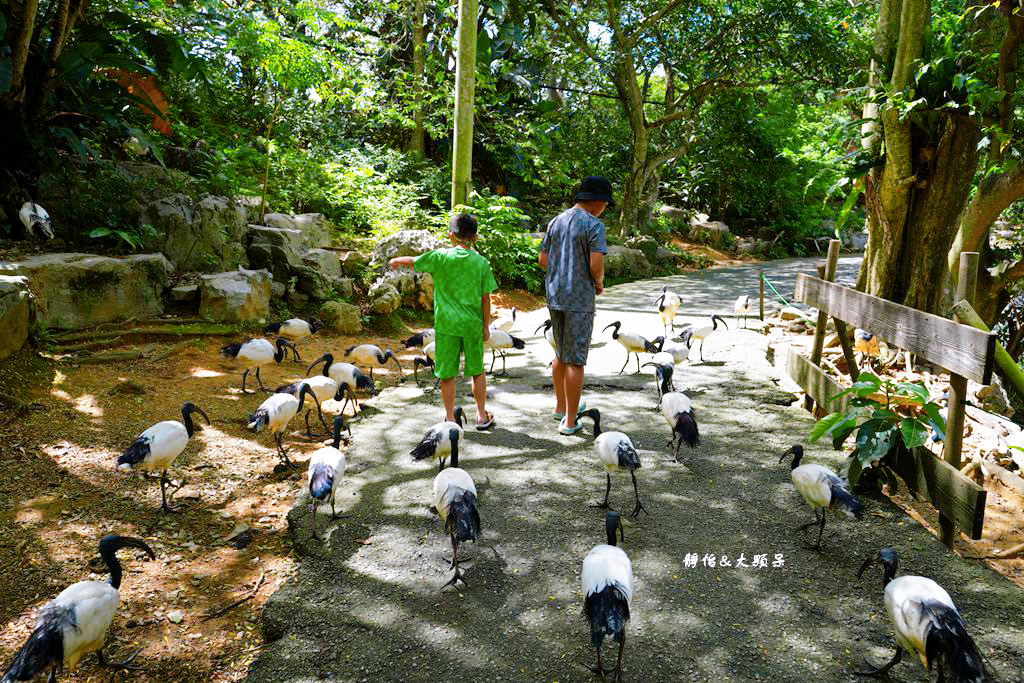 沖繩自由行 ❙ 名護自然動植物公園，近距離與可愛動物互動，沖