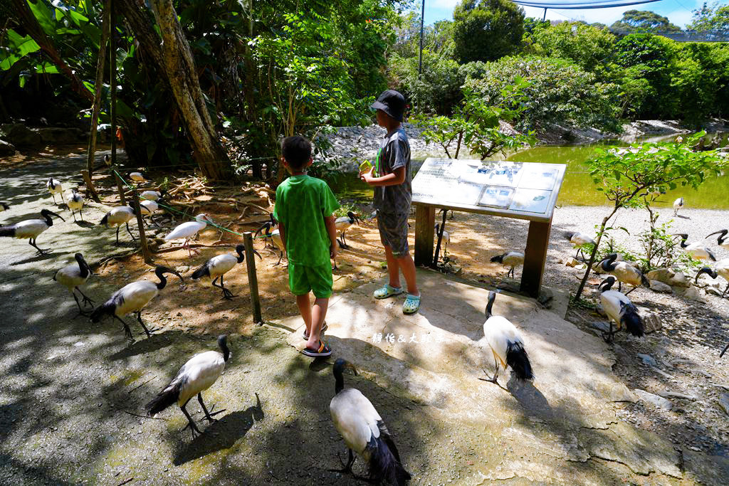 沖繩自由行 ❙ 名護自然動植物公園，近距離與可愛動物互動，沖