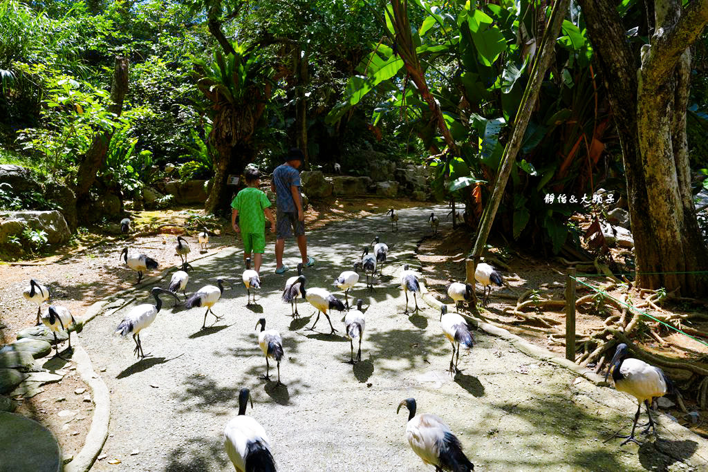 沖繩自由行 ❙ 名護自然動植物公園，近距離與可愛動物互動，沖