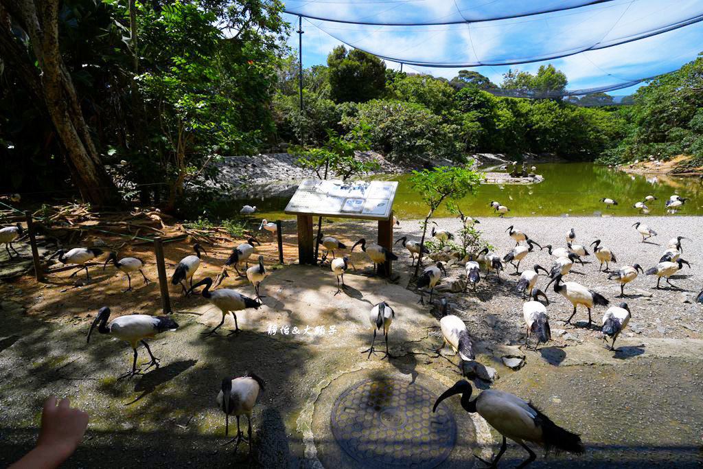 沖繩自由行 ❙ 名護自然動植物公園，近距離與可愛動物互動，沖