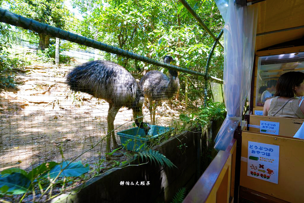 沖繩自由行 ❙ 名護自然動植物公園，近距離與可愛動物互動，沖