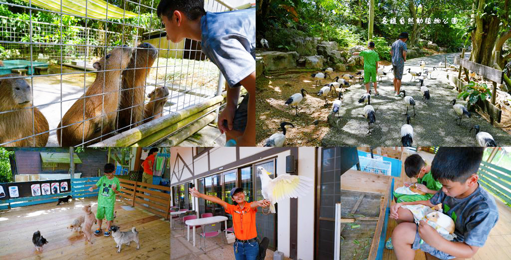 沖繩自由行 ❙ 名護自然動植物公園，近距離與可愛動物互動，沖